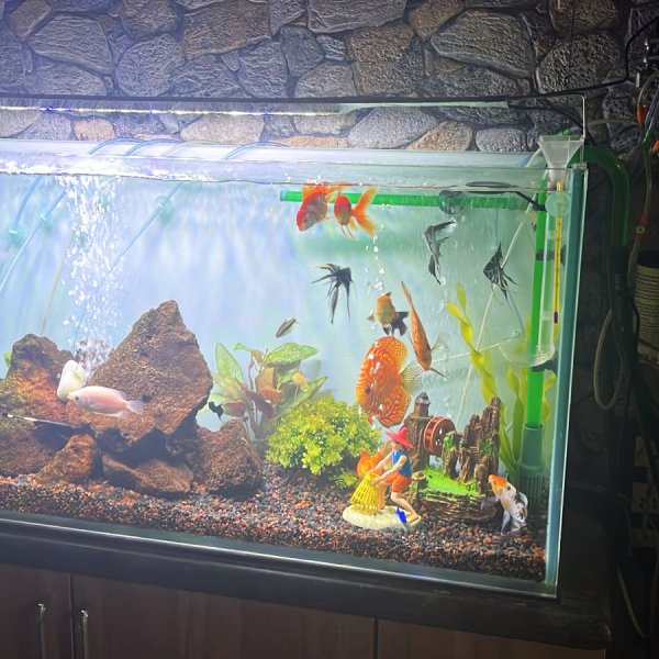 Freshwater Aquarium