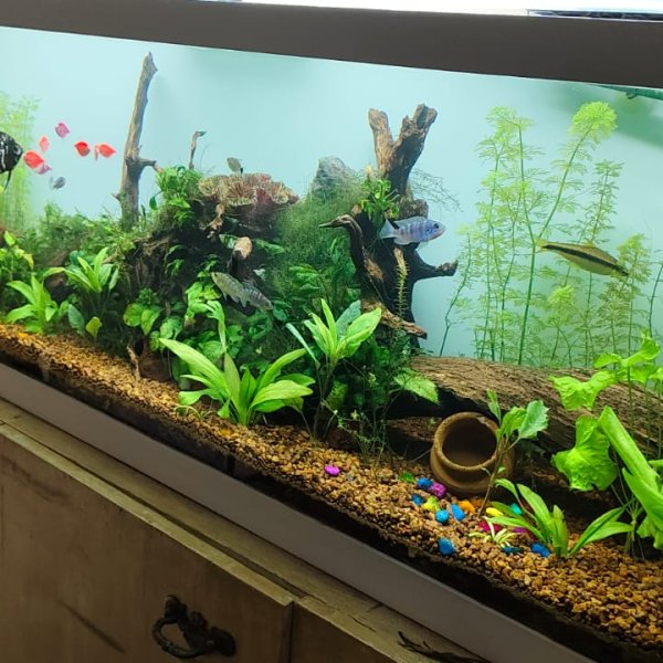 Planted Aquarium