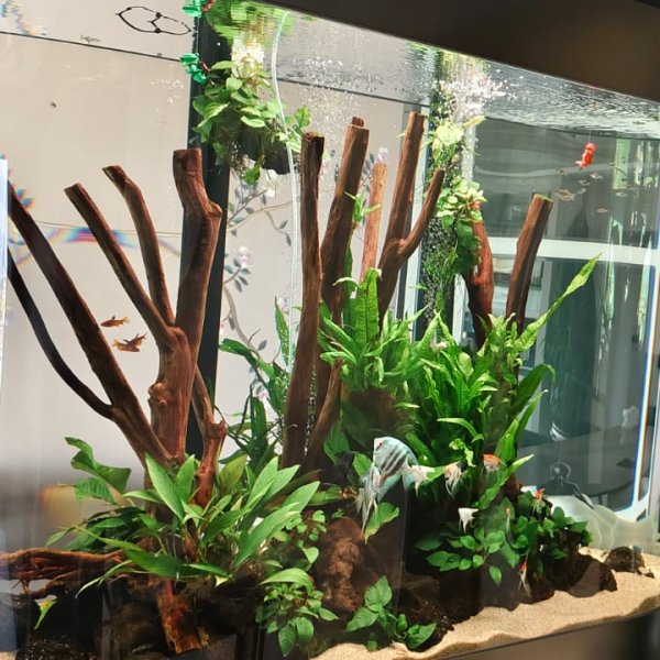 Semi-Planted Aquarium