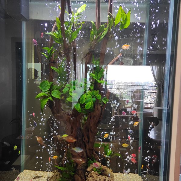 Semi-Planted Aquarium