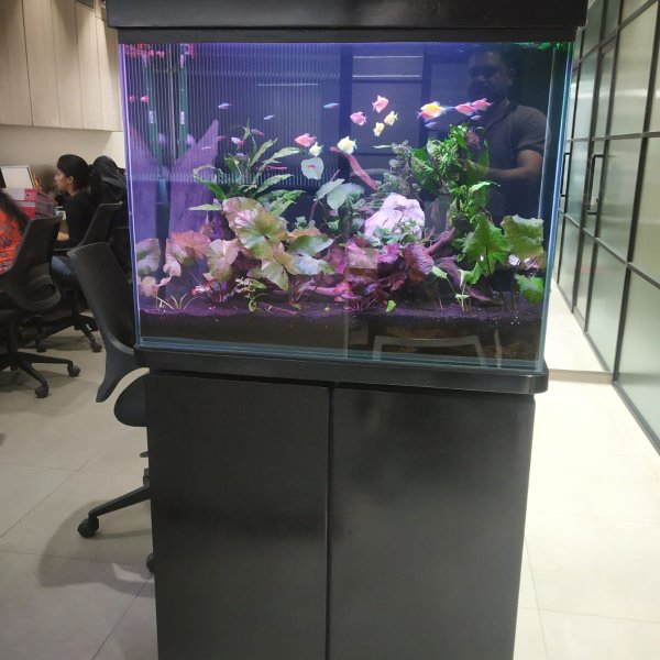 Semi-Planted Aquarium - Commercial