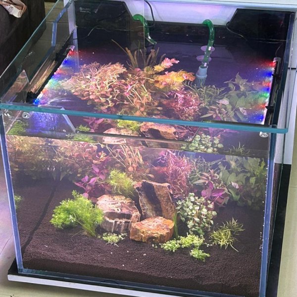 Coffee Table Aquarium